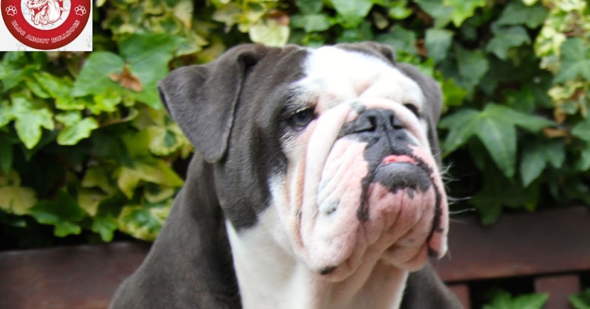 Cute Black colored English Bulldog Club Bulldog