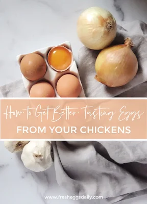 how to get better tasting eggs from your chickens