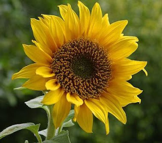 17 Khasiat Biji Bunga  Matahari  Untuk  Kesehatan Dan 