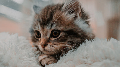 Cute Brown Tabby kitten wallpaper free