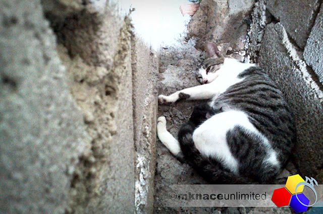 mknace unlimited™ | cat delivering kitten in an alley