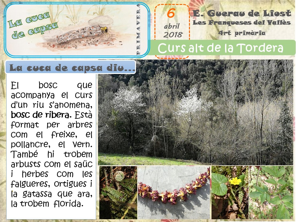 Itineraris pedagògics del Montseny Sortida amb Escola Guerau de Liost