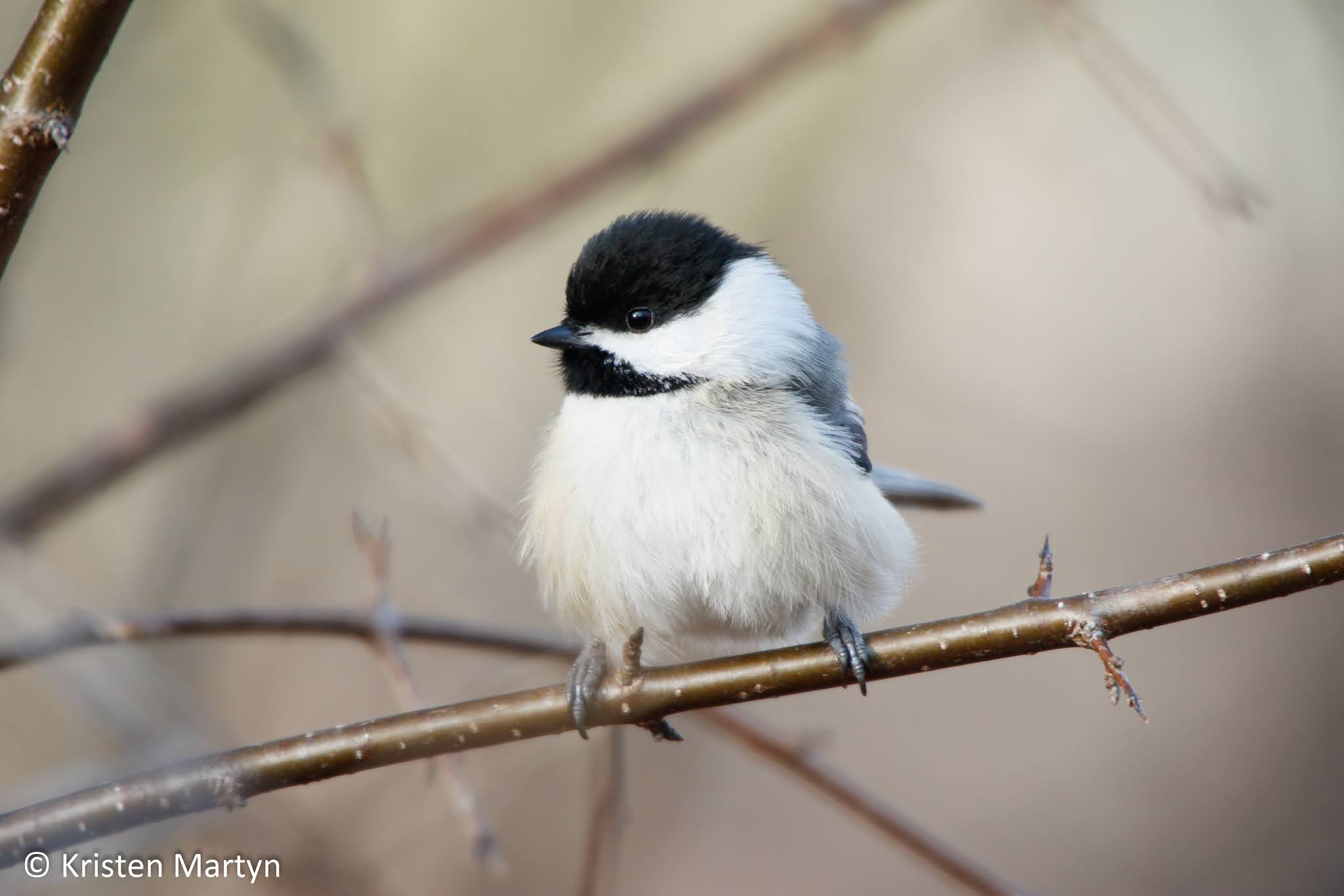 All about best sale chickadees