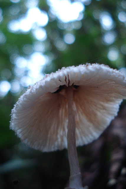 Cogumelo em Visconde de Mauá, foto de Marcelo Migliaccio