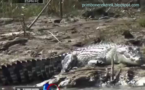 20 Arti Mimpi Lihat Banyak Buaya Menurut Primbon Jawa dan Erek Erek 2D