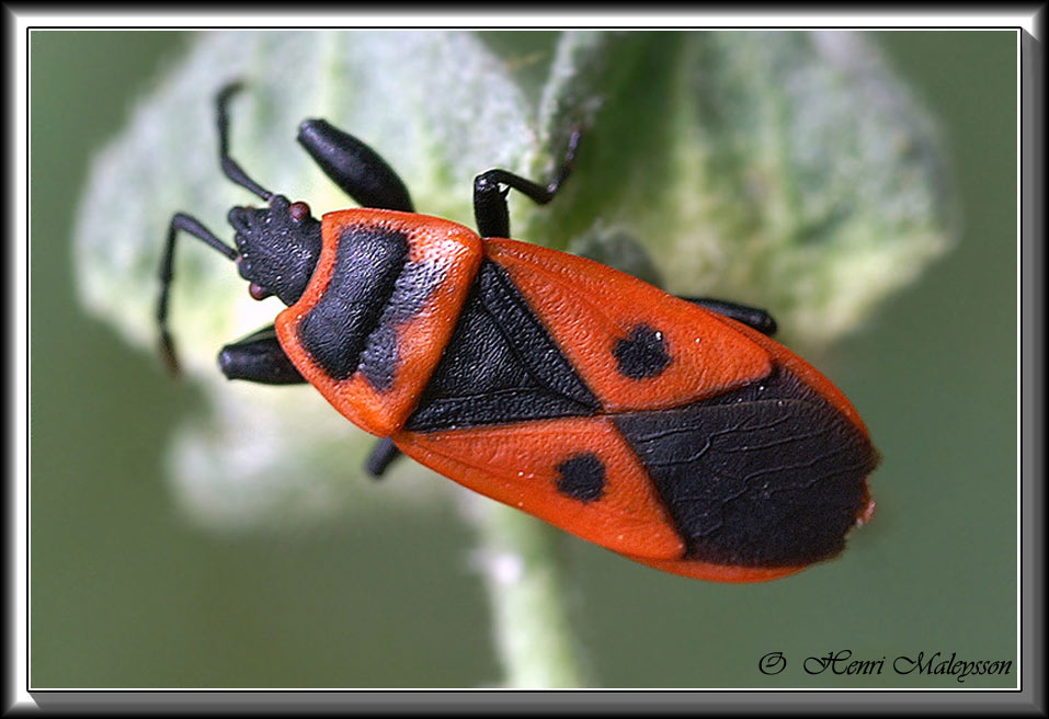 coquine auvergne