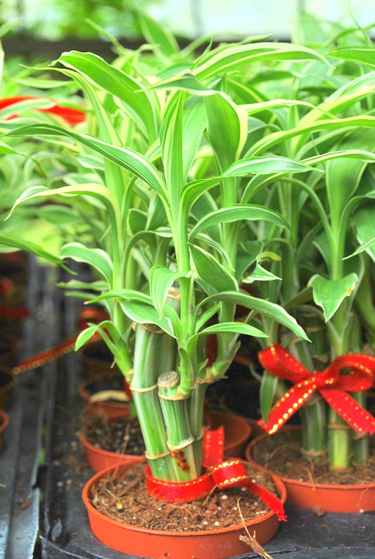 Hydroculture Plants: Fortune Bamboo Stick Plant