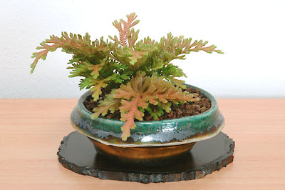 コガネシダD（黄金羊歯盆栽）Selaginella moellendorffii bonsai