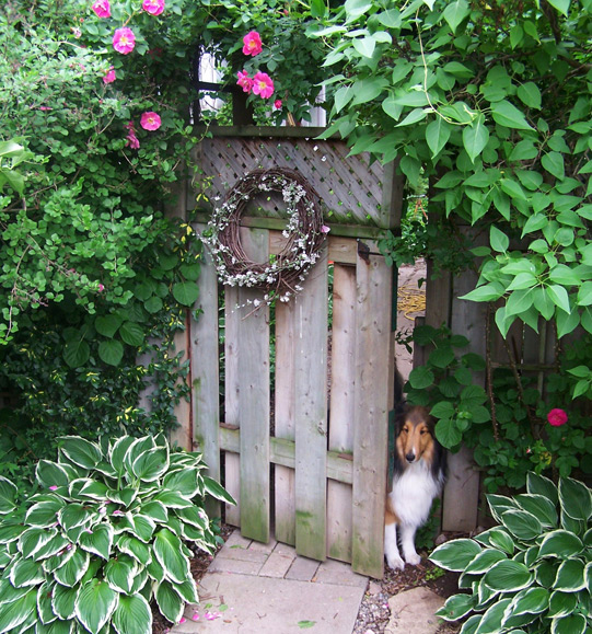 Three Dogs in a Garden: MY GARDEN