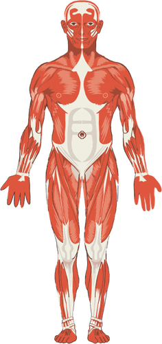 How Many Muscles Are in the Human Body?