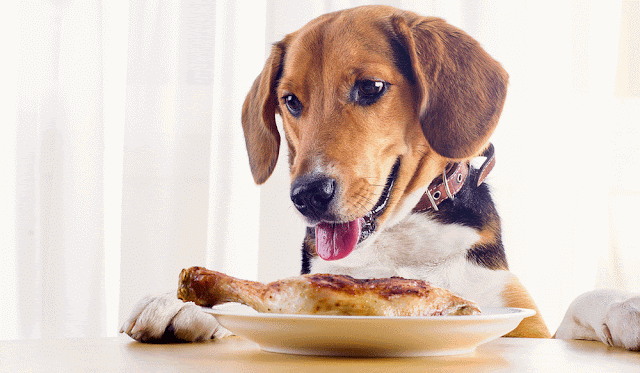 Can Dogs Eat Turkey? Is Turkey Good For Dogs