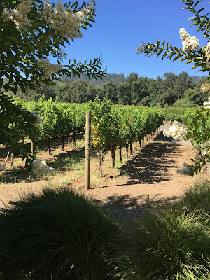 ID: rows of Northern California vineyards against a bright blue sky. In the foreground are flowering trees with white, cone-shaped flower clusters