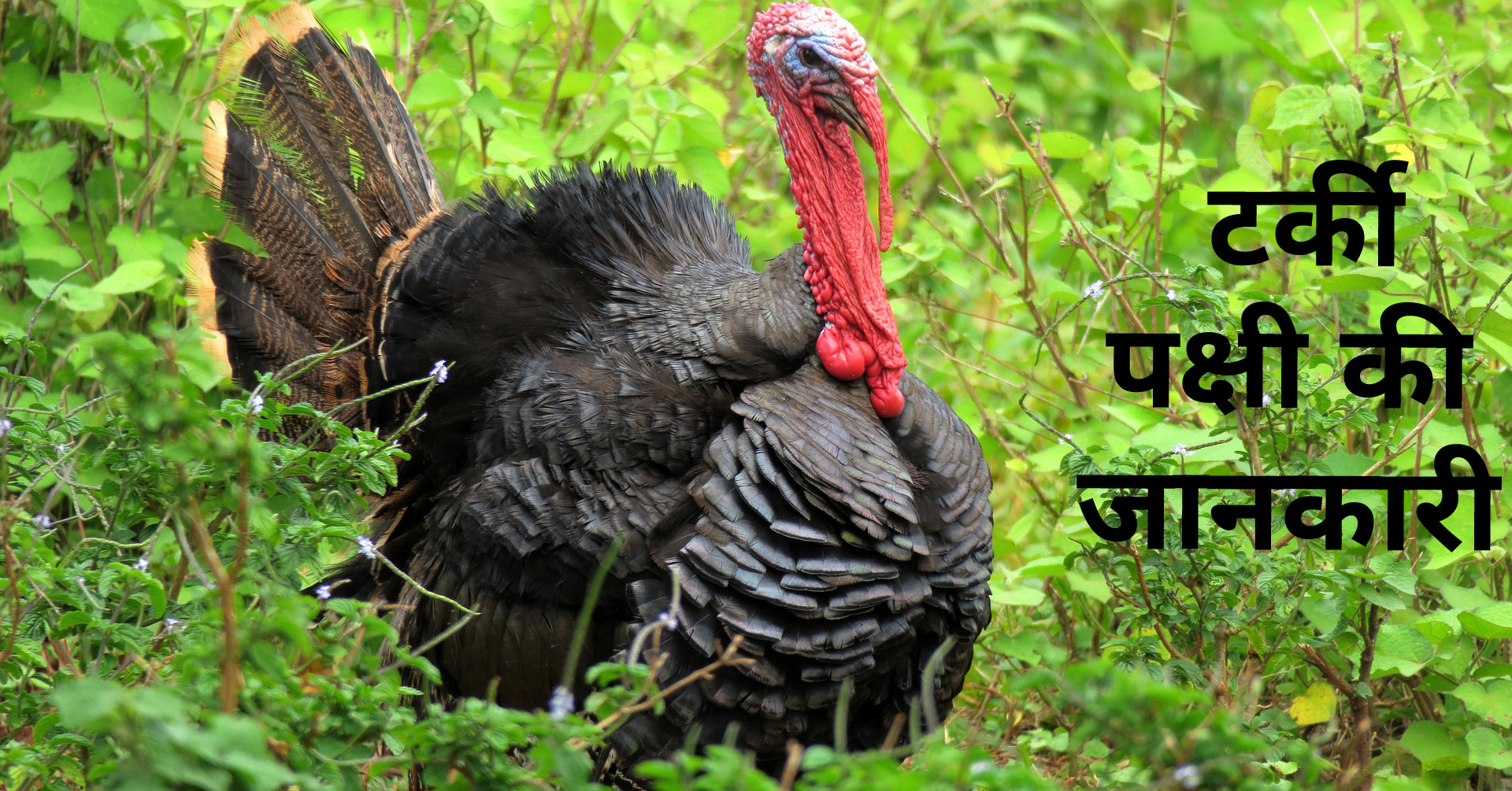 टर्की पक्षी की जानकारी Turkey Bird In Hindi Hindi7facts
