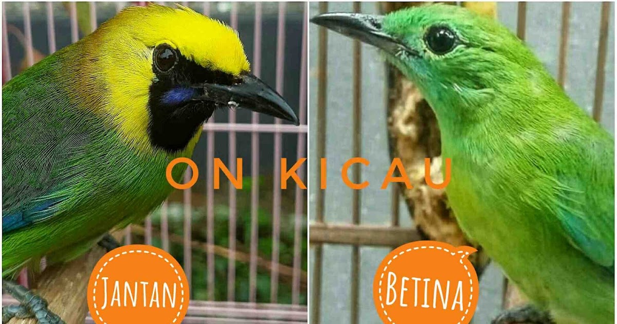 Ciri Cucak Kombo Jantan Trotolan Pdf Master 2021