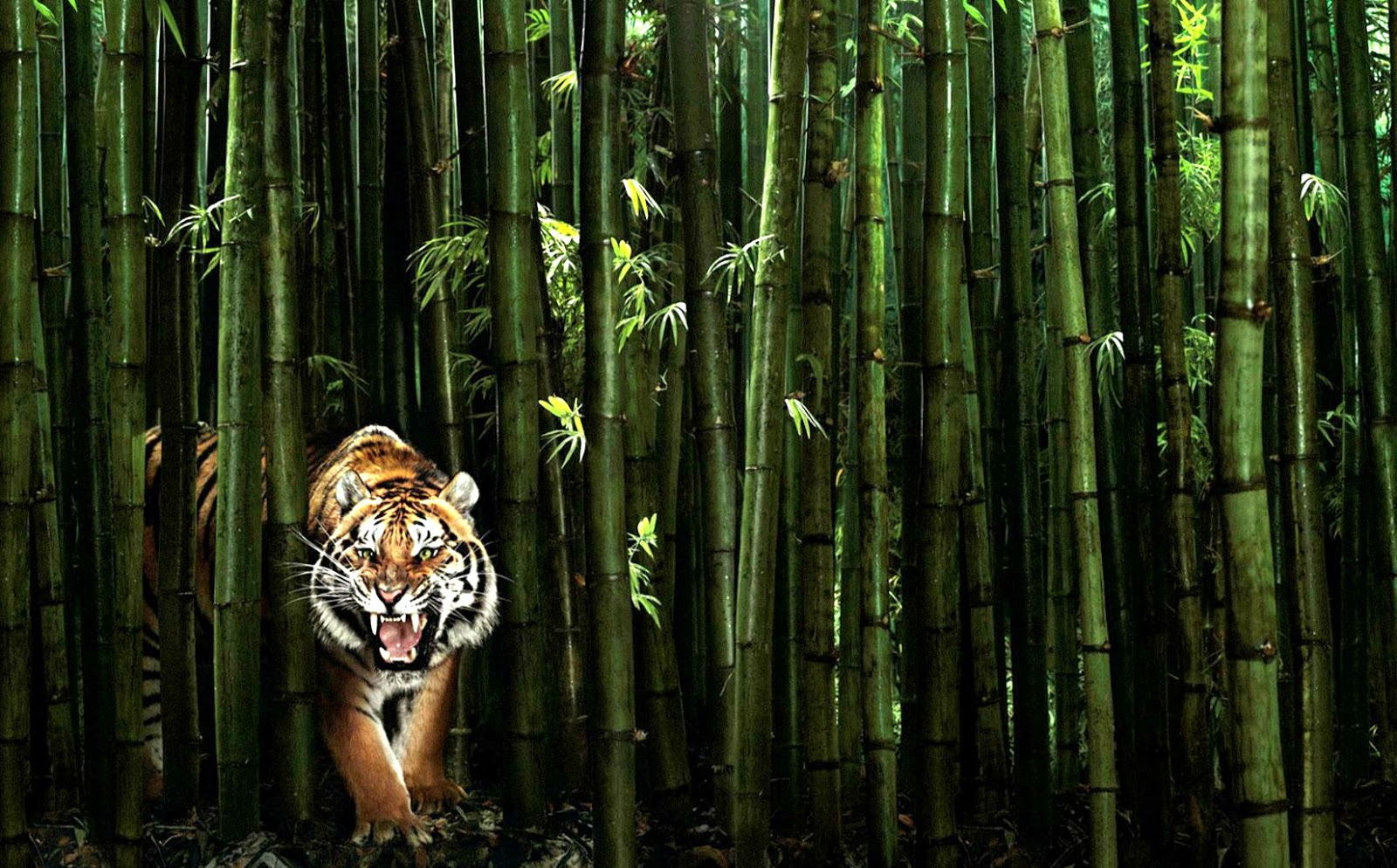  Gambar  Harimau Terbaru Kumpulan Gambar 