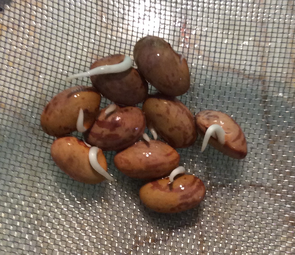 Growing Greener in the Pacific Northwest Recovering Old Bean Seeds. 6.