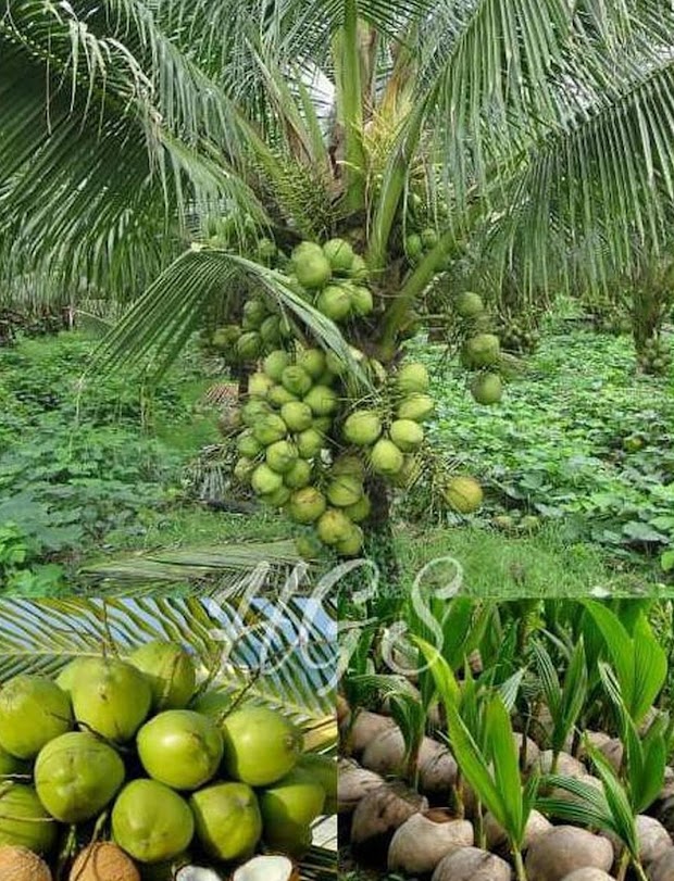 tanaman kelapa puyuh bibit hibrida buah pumila segar Hitadipa