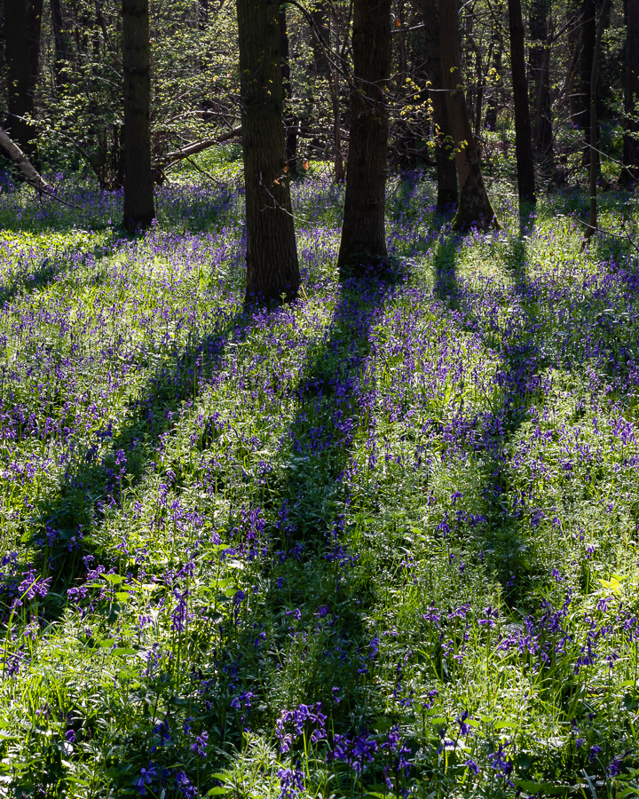 P.J. Horrell Photography Gamlingay Wood