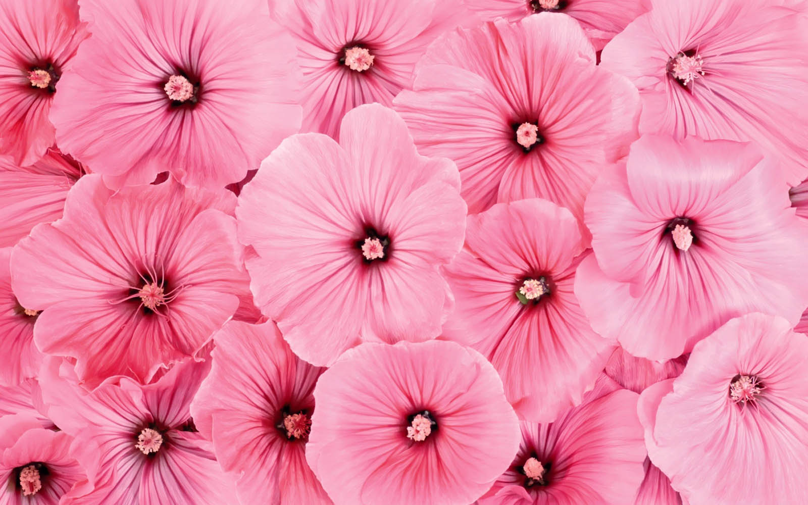 Image Pink Background With Flowers Download