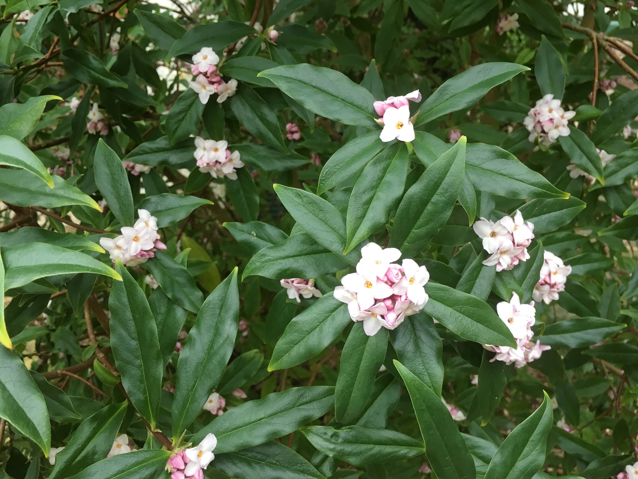 Plant of the Week Daphne bholua 'Jacqueline Postil'