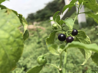 makoy ka ped makoi plant makoi plant benefits in hindi makoi ke patte makoi ka ras makoi ka podha