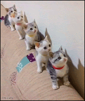 Cute Cat GIF • 5 funny kittens • ‘Bobbing heads in sync’ Team in action! Playful kitties are so funny.