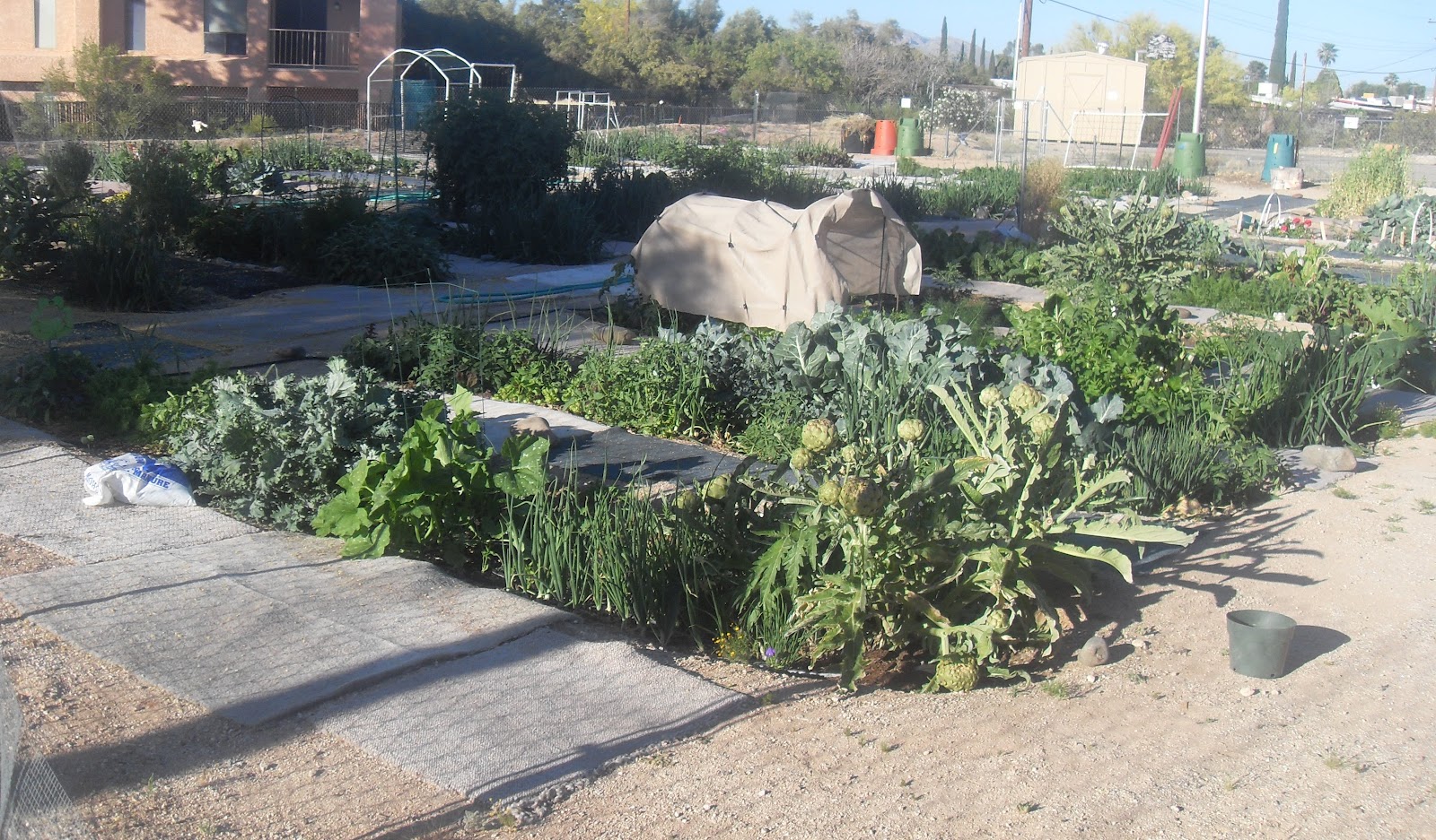 The Scientific Gardener The Community Gardens Of Tucson