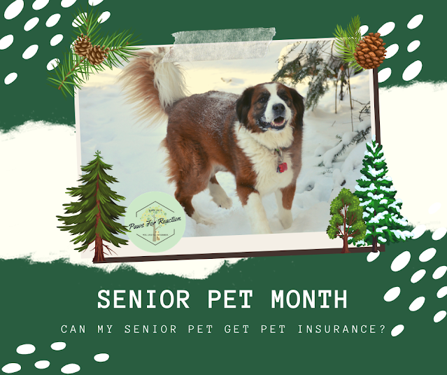 National Senior Pet Month: Everything you need to know about senior pets and pet insurance