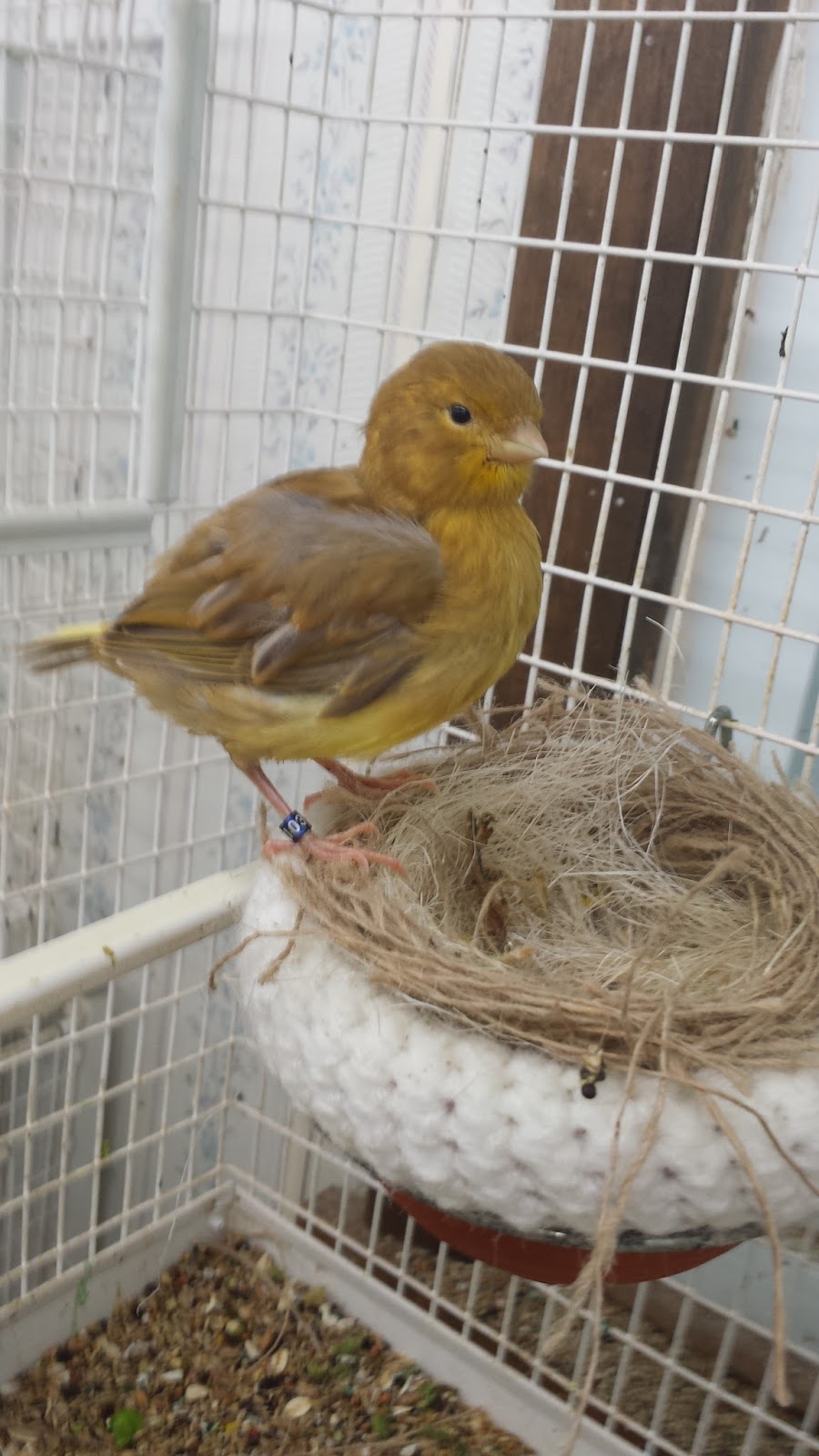 Canary Tales 2016 Lovely Cinnamon Border Chick