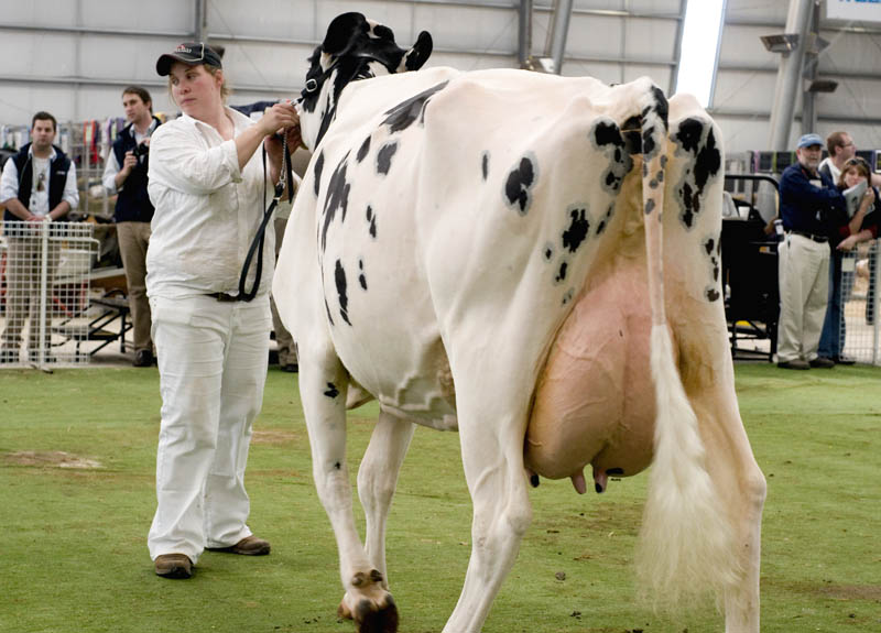 8 Traits of a good dairy cow