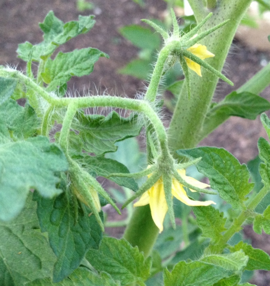 Future Plants By Randy Stewart Potentilla