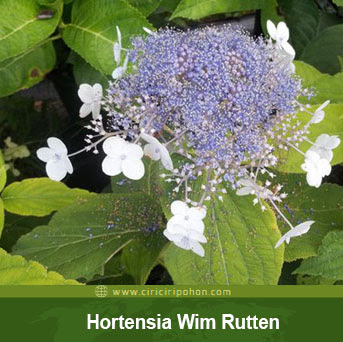 ciri ciri pohon tanaman bunga hortensia