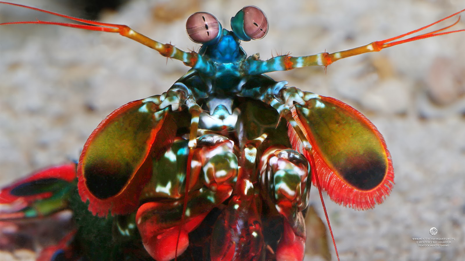 Глаза богомола. Креветка-богомол Мантис. Мантис Шримп. Краб богомол. Рак-богомол (Peacock Mantis Shrimp).