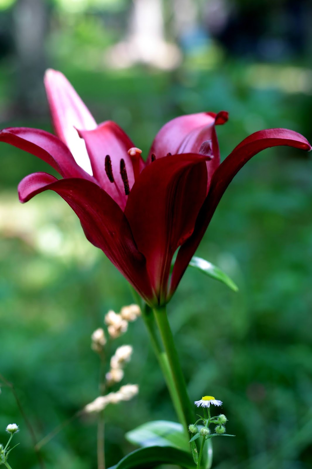 In Peggy&rsquo;s Garden: Maroon Lily