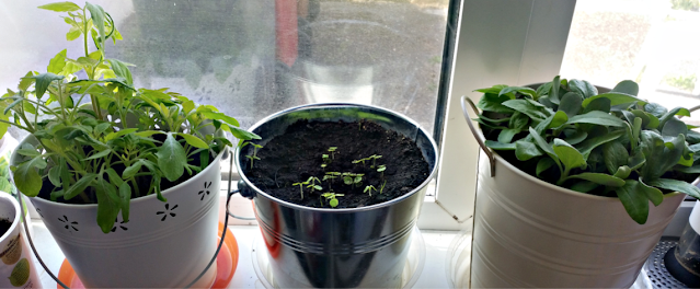 My plants on the window sill.