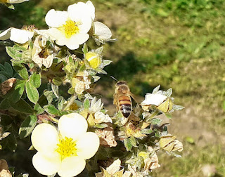 Fleur de potentille