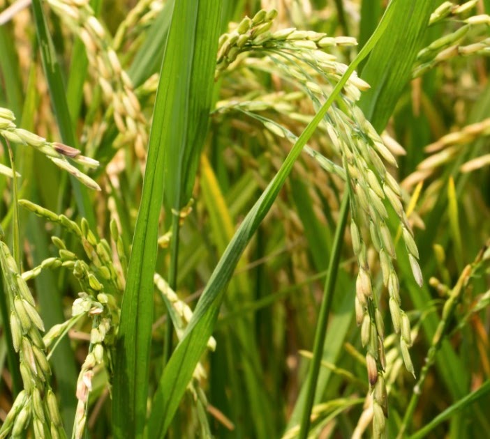 Agriculture Technology Avenue Plant hybridization