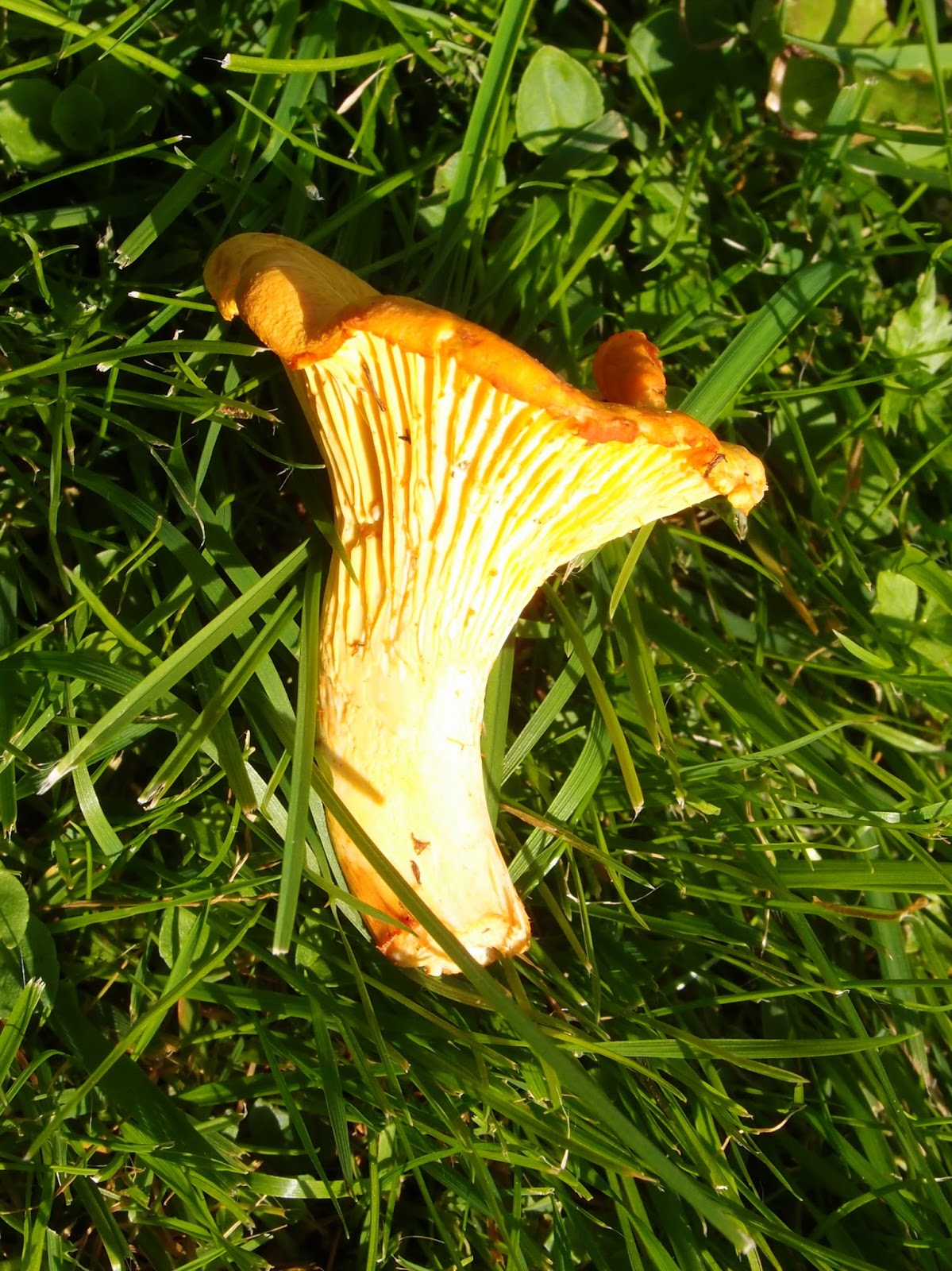 The VegHog Chanterelle risotto