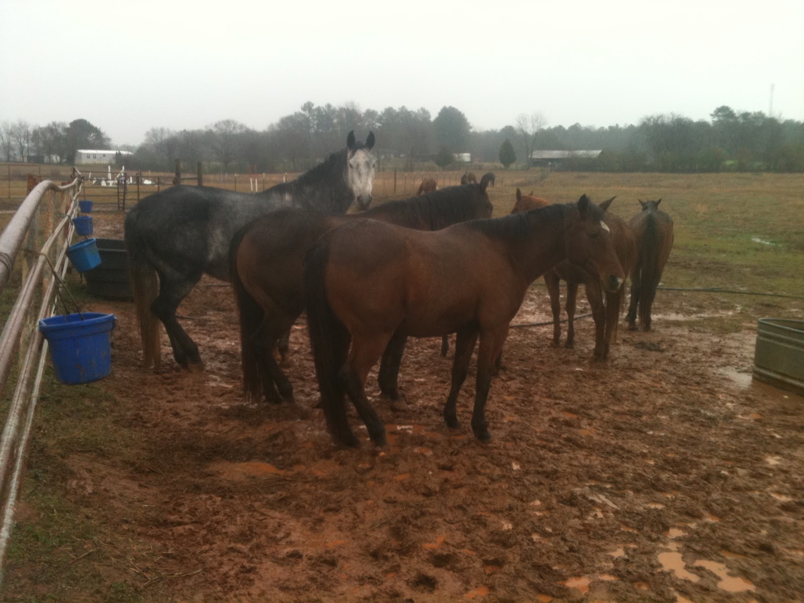Springstone Horses Escaping the January Mud