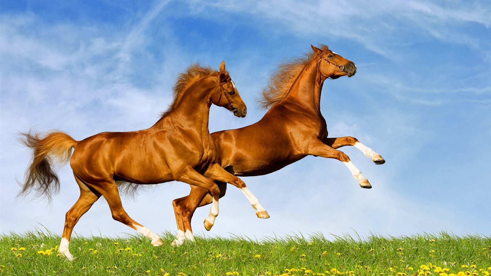 HD wallpapers desktop horse free - beautiful desktop wallpapers 2014