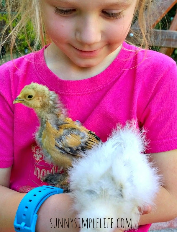 Sunny Simple Life Raising Baby Chicks vs. Pullets