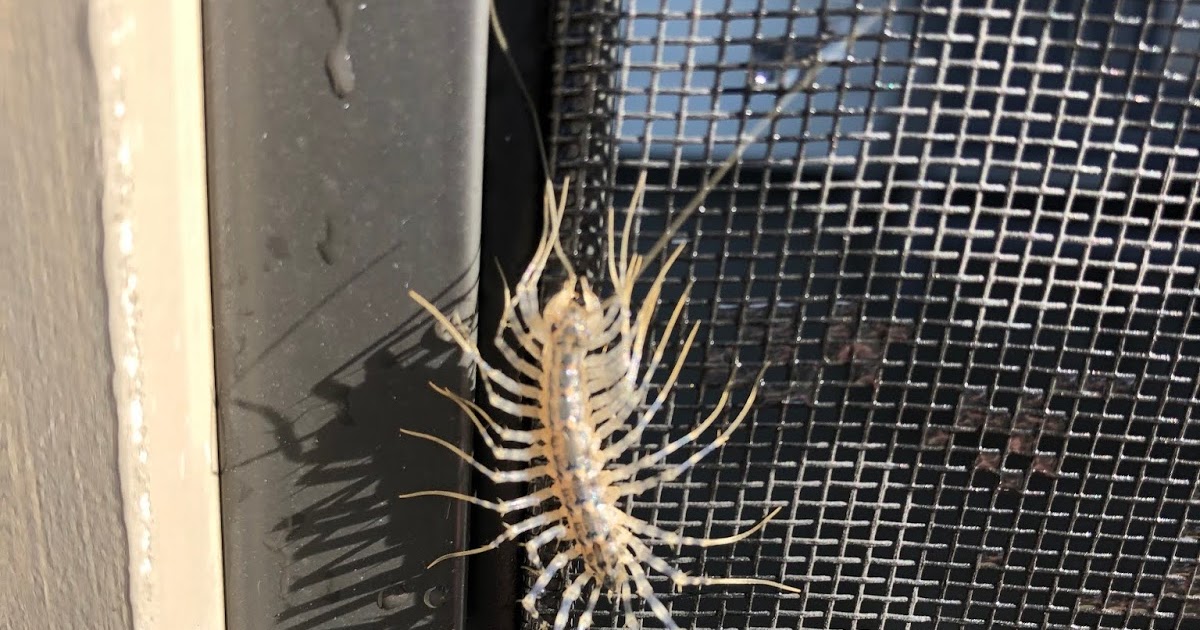mrvaguefishmusic House Centipede