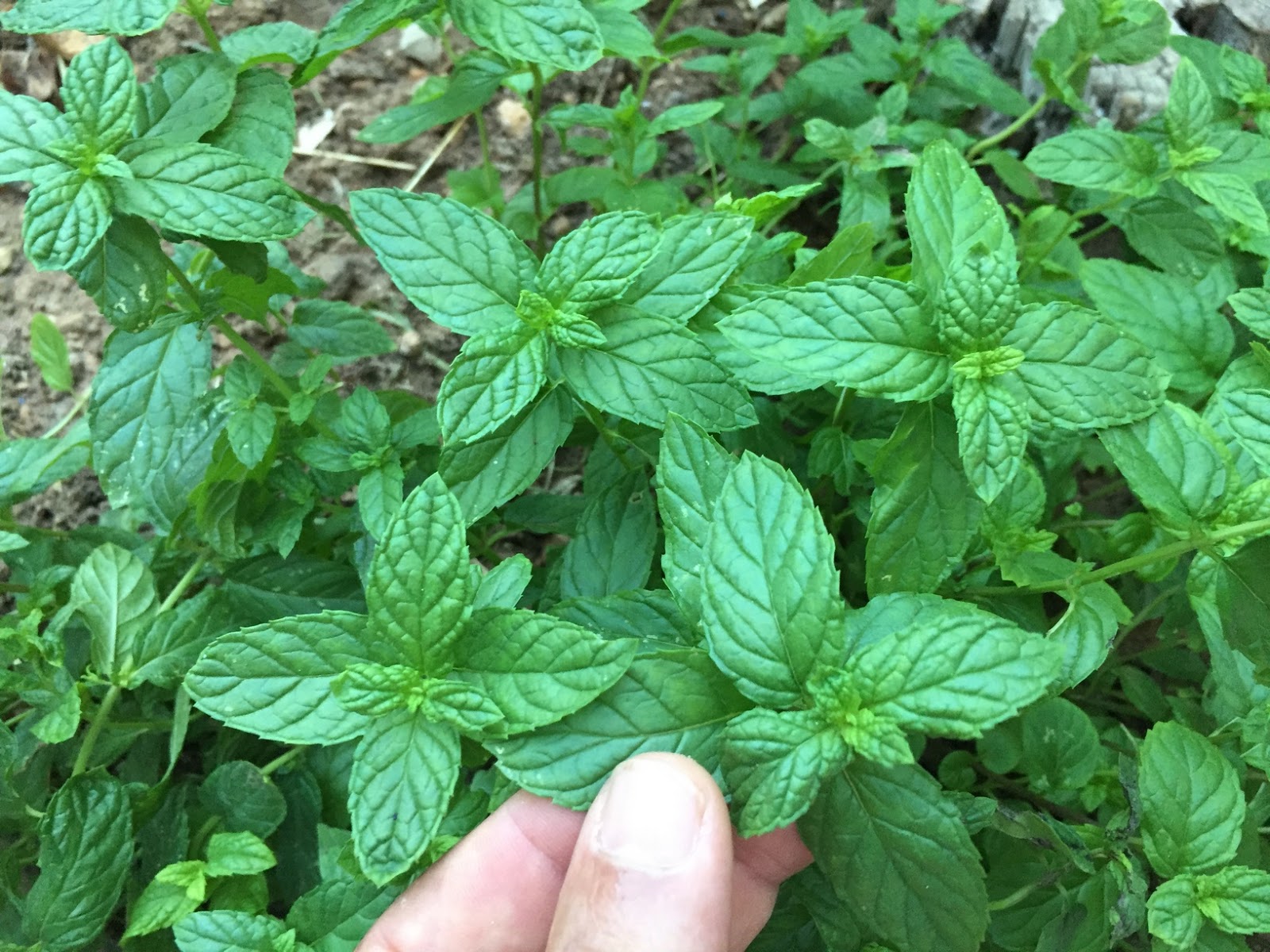 How To Grow Mint