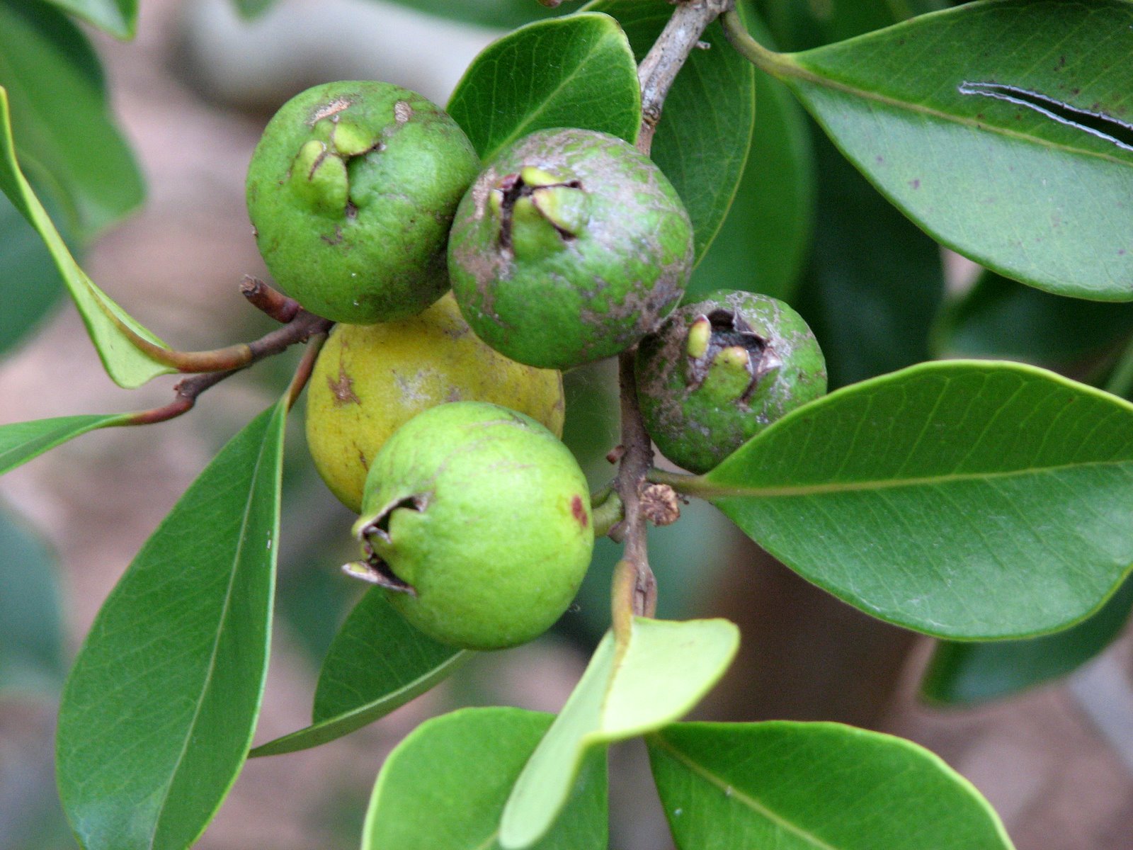 Plant Photography Psidium cattleianum Immature Fruits Of Yellow Cherry