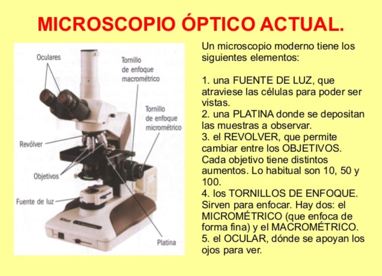 BIOLOGÍA Y MÁS 1º ESO TEMA 5 PRÁCTICA 10 EL MICROSCOPIO ÓPTICO BIOLOGÍA Y MÁS 1º ESO TEMA 5 PRÁCTICA 10 EL MICROSCOPIO ÓPTICO