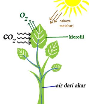 FaktorFaktor Yang Mempengaruhi Laju Fotosintesis