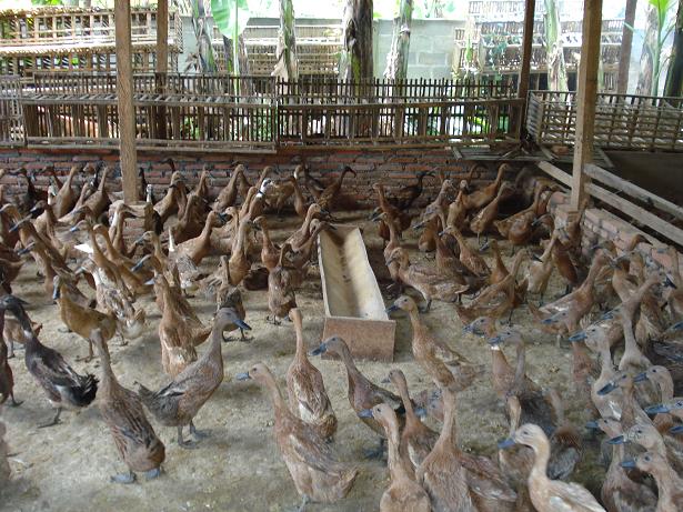 Cara Ternak Bebek Petelur Tentang Kolam Kandang Ternak