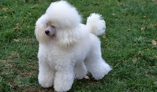 Poodle dog Images