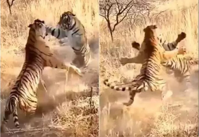 बाघों% 2Branthambhore