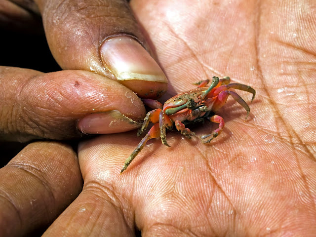 The baby red crab